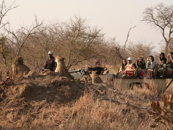 Tintswalo Manor House - Game Drive